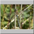 Aeshna mixta - Herbst-Mosaikjungfer m14.jpg